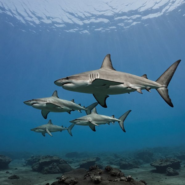 Quels sont les meilleurs spots pour une plongée avec les requins marteaux aux Galapagos?